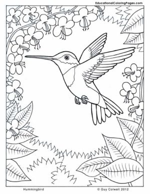 Free Hummingbird Coloring Pages to Print   33958