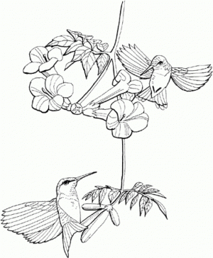 Free Hummingbird Coloring Pages to Print   62617