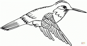 Free Hummingbird Coloring Pages to Print   84785