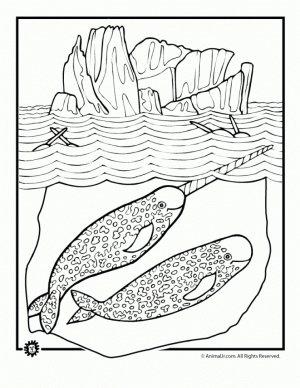 Free Narwhal Coloring Pages to Print   00029