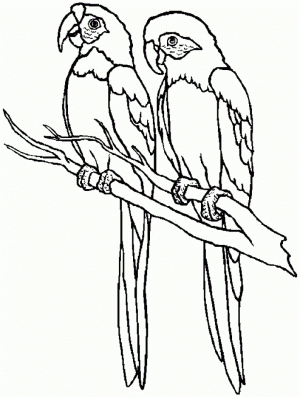 Free Parrot Coloring Pages   4488