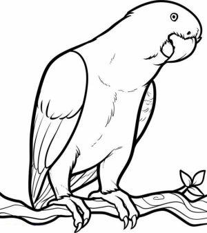 Free Parrot Coloring Pages   92377