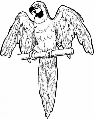 Free Parrot Coloring Pages to Print   12490