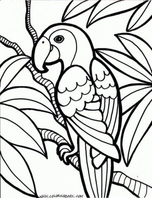 Free Parrot Coloring Pages to Print   16629