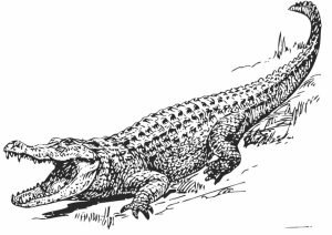 Free Picture of Alligator Coloring Pages   prmlr