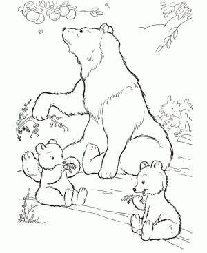Free Picture of Polar Bear Coloring Pages   prmlr
