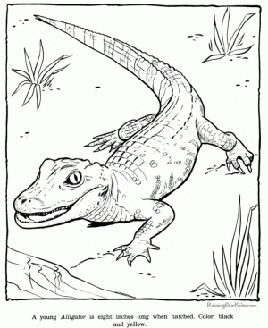 Free Preschool Alligator Coloring Pages to Print   p1ivq