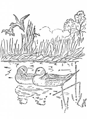 Free Preschool Nature Coloring Pages to Print   p1ivq
