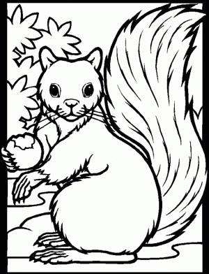 Free Preschool Squirrel Coloring Pages to Print   p1ivq