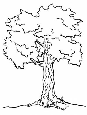 Free Preschool Tree Coloring Pages to Print   T77HA