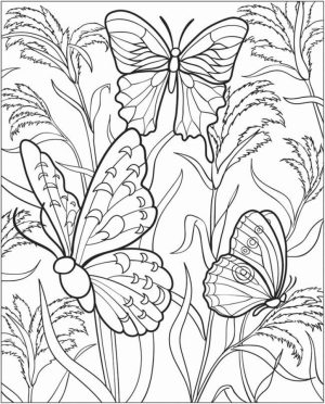 Free Printable Butterfly Coloring Pages for Adults   8hjy0