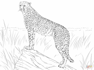 Free Printable Cheetah Coloring Pages   at2ml