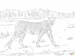 Free Printable Cheetah Coloring Pages   at2n5