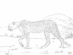 Free Printable Cheetah Coloring Pages   bgu5l