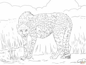 Free Printable Cheetah Coloring Pages   twp29