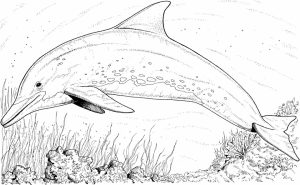 Free Printable Dolphin Coloring Pages for Kids   39185