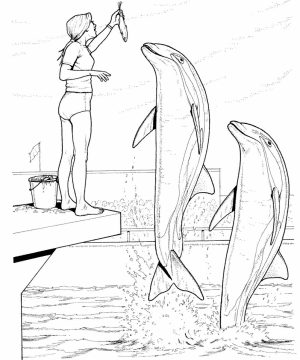 Free Printable Dolphin Coloring Pages for Kids   63519