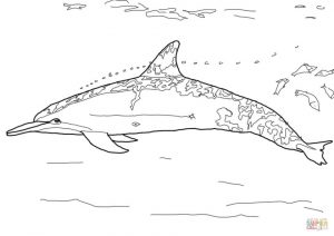 Free Printable Dolphin Coloring Pages for Kids   83510