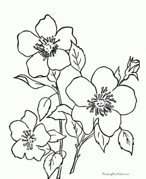 Free Printable Flower Coloring Pages   5901
