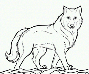 Free Printable Wolf Coloring Pages   88941