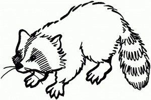 Free Raccoon Coloring Pages   07599