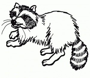 Free Raccoon Coloring Pages   34753