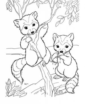 Free Raccoon Coloring Pages to Print   00029
