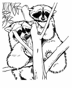 Free Raccoon Coloring Pages to Print   77745
