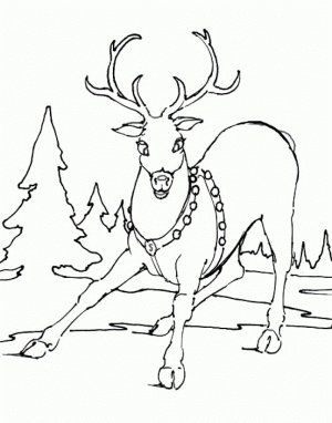 Free Reindeer Coloring Pages to Print Out   64732