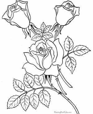 Free Roses Coloring Pages for Adults   92377