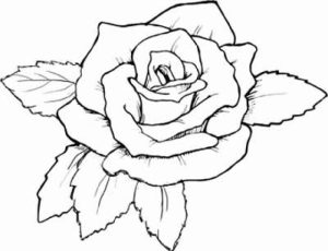 Free Roses Coloring Pages for Adults to Print   12490