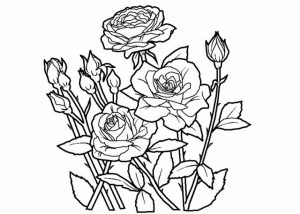 Free Roses Coloring Pages for Adults to Print   16629