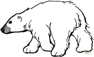 Free Simple Polar Bear Coloring Pages for Children   af8vj
