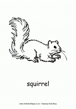 Free Simple Squirrel Coloring Pages for Children   af8vj