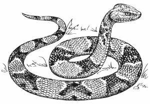 Free Snake Coloring Pages   07599