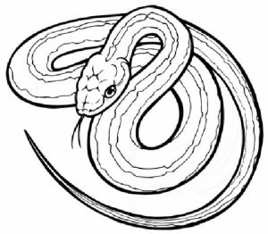 Free Snake Coloring Pages   33958