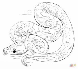 Free Snake Coloring Pages   34753