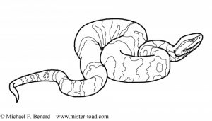 Free Snake Coloring Pages to Print   00029