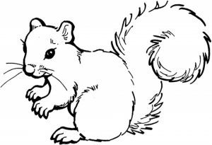 Free Squirrel Coloring Pages for Kids   yy6l0