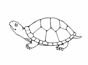 Free Turtle Coloring Pages for Kids   yy6l0