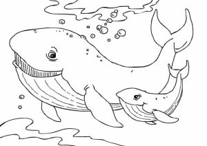 Free Whale Coloring Pages   25762