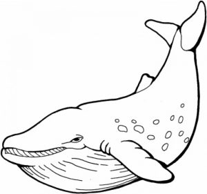 Free Whale Coloring Pages   46159