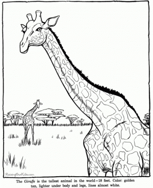 Giraffe Coloring Pages Free Printable   09371