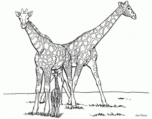 Giraffe Coloring Pages Printable   74168
