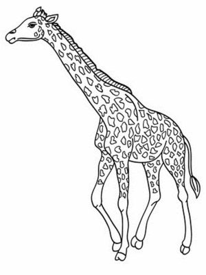 Giraffe Coloring Pages Realistic Animals   27601