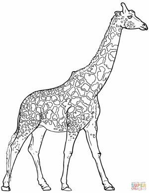 Giraffe Coloring Pages Realistic Animals   53182