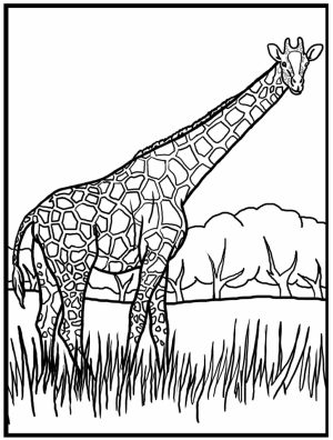 Giraffe Coloring Pages Realistic Animals   62419