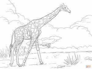 Giraffe Coloring Pages Realistic Animals   99562