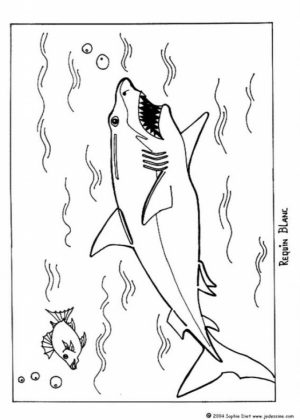 Great White Shark Coloring Pages   26509