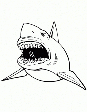 Great White Shark Coloring Pages   31645